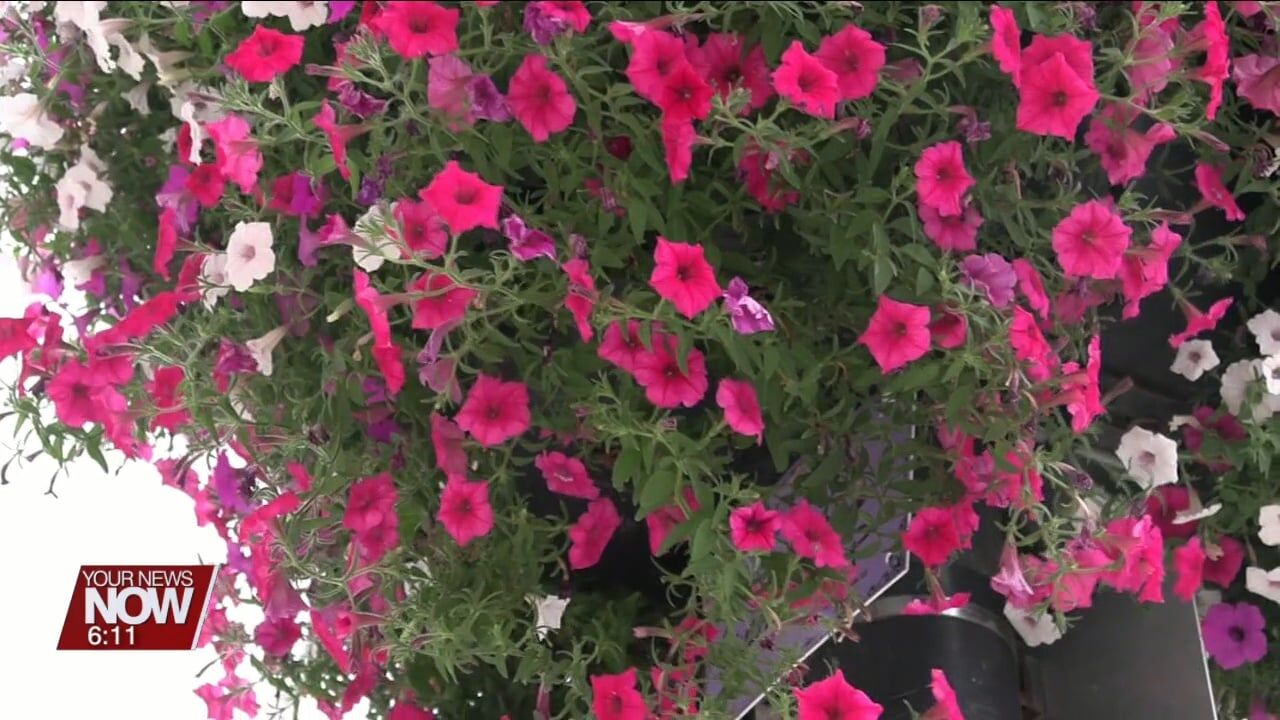 Beautiful flowers line Lima's Main Street thanks to Downtown Lima, Inc. and generous sponsors